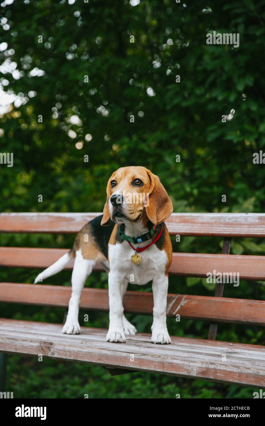 Beagle Hund Welpe sitzt auf einer Parkbank fröhlich und Glücklich an einem Sommerabend bei Sonnenuntergang Stockfoto