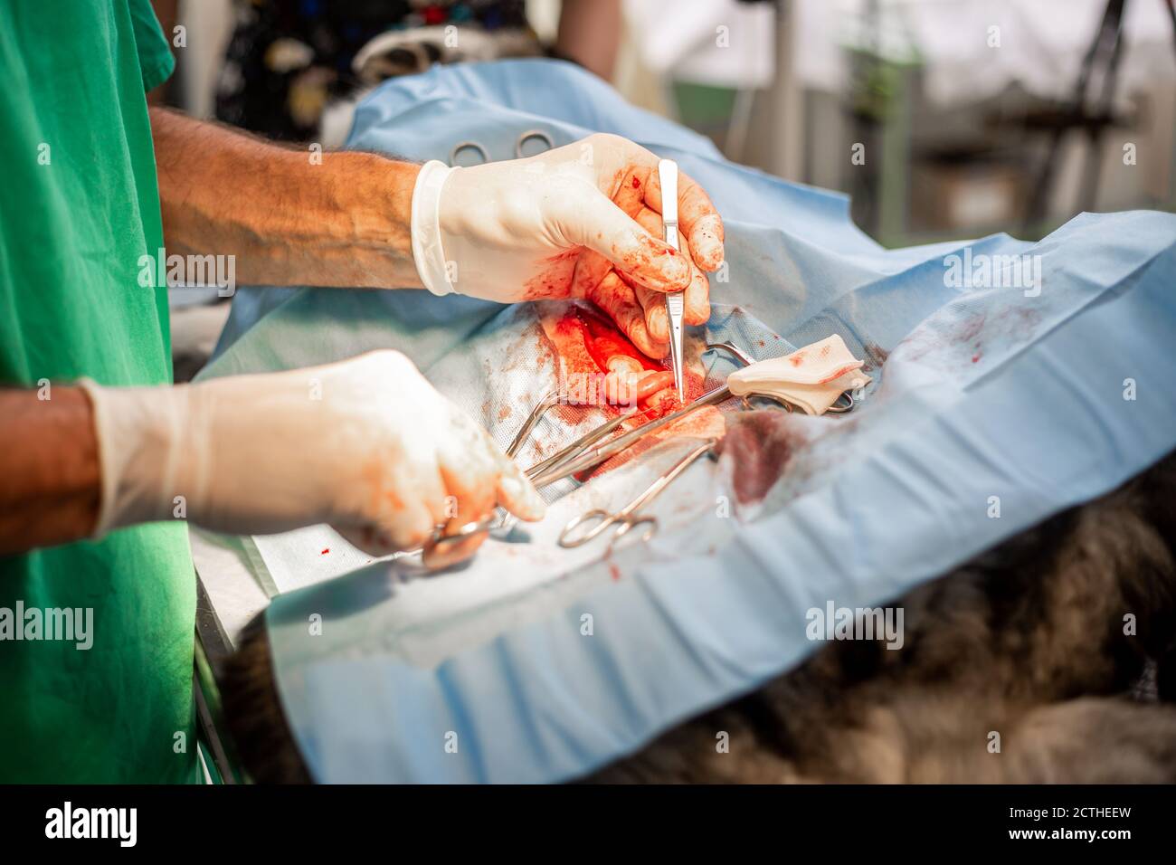 Prozess einer Hund Kastration Chirurgie in der Tierklinik, Tierarzt Konzept Stockfoto