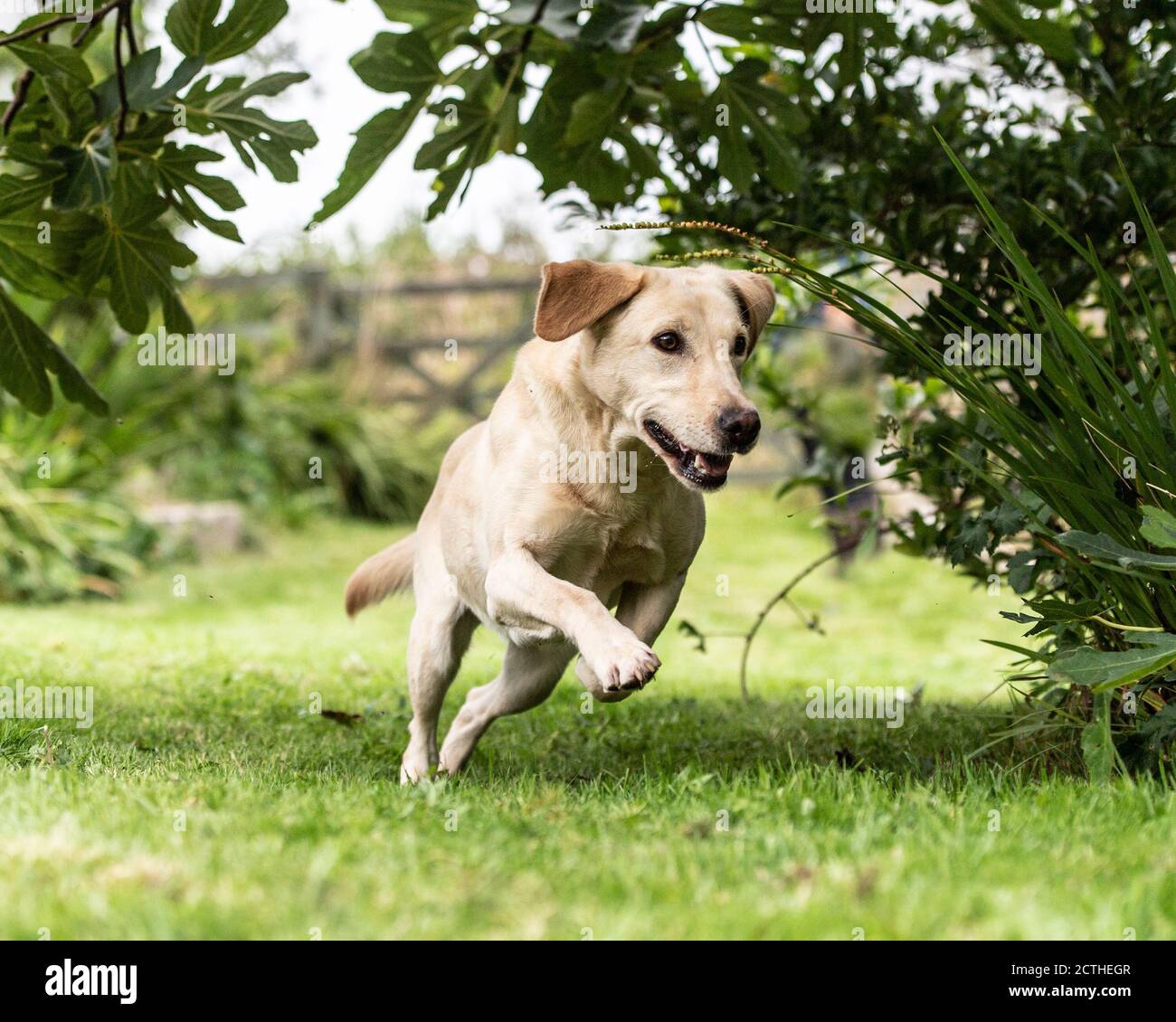 Gelber labrador Retriever läuft auf einem Spaziergang Stockfoto