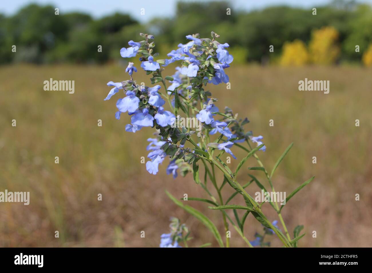 Wilder blauer salbei -Fotos und -Bildmaterial in hoher Auflösung – Alamy