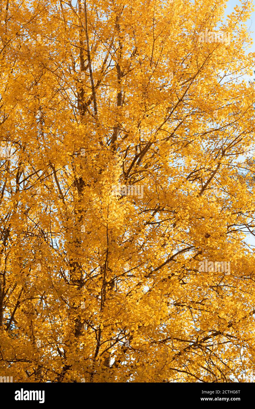 Gelbes Espenbaum Laub in goldenem Sonnenlicht Nahansicht Stockfoto