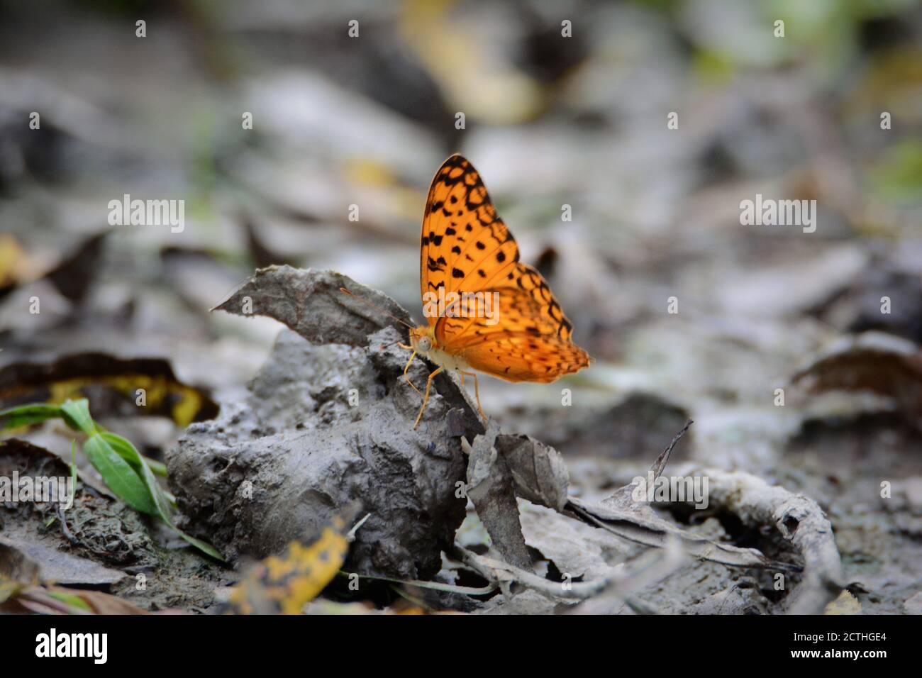 Oranger Schmetterling auf nassem Schlamm Stockfoto