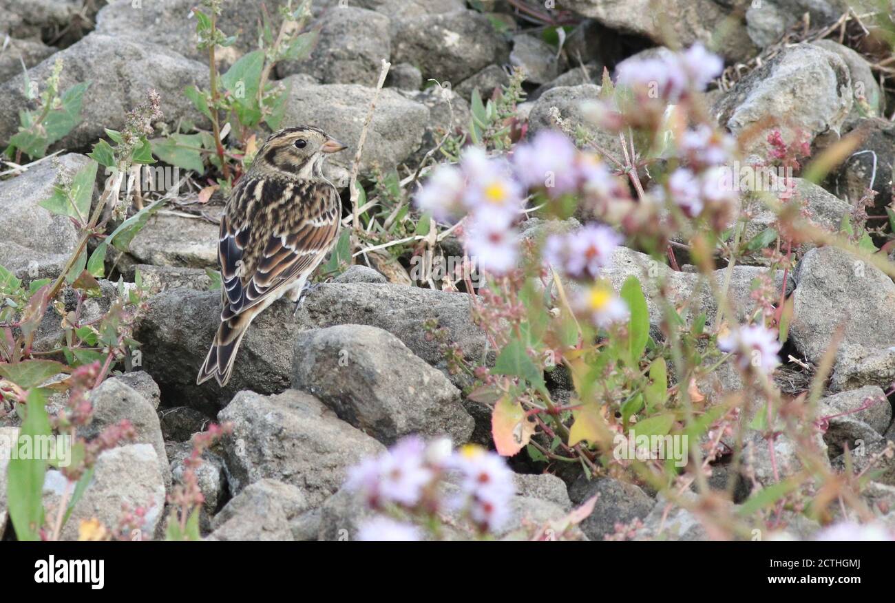 Lappland Bunting zeigt sich gut an den Beacon Ponds Stockfoto