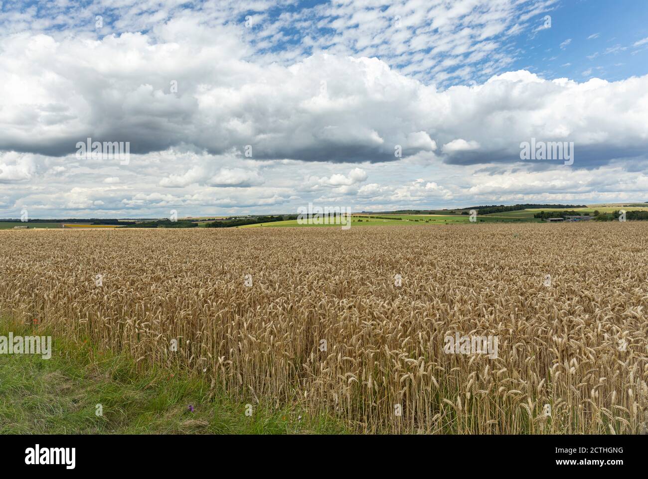 Ein Ackerfeld, das Getreidepflanzen auf der Salisbury Plain im Sommer, Wiltshire, England, Großbritannien, anbauen kann Stockfoto