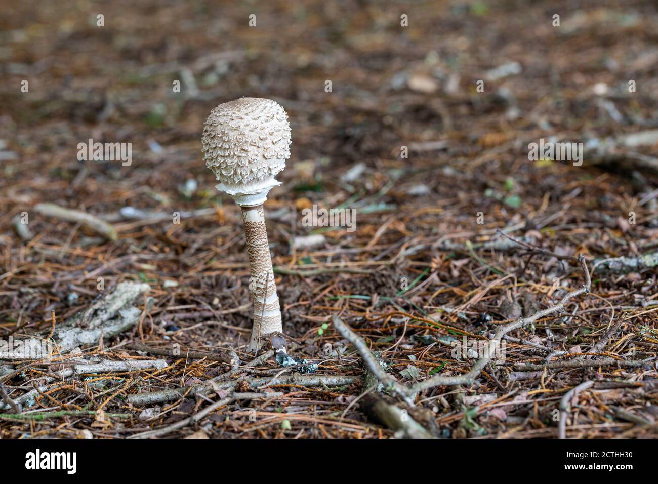 Nahaufnahme eines einzelnen Parasol-Pilzbehanges, aufgenommen im September in einem britischen Waldgebiet Stockfoto