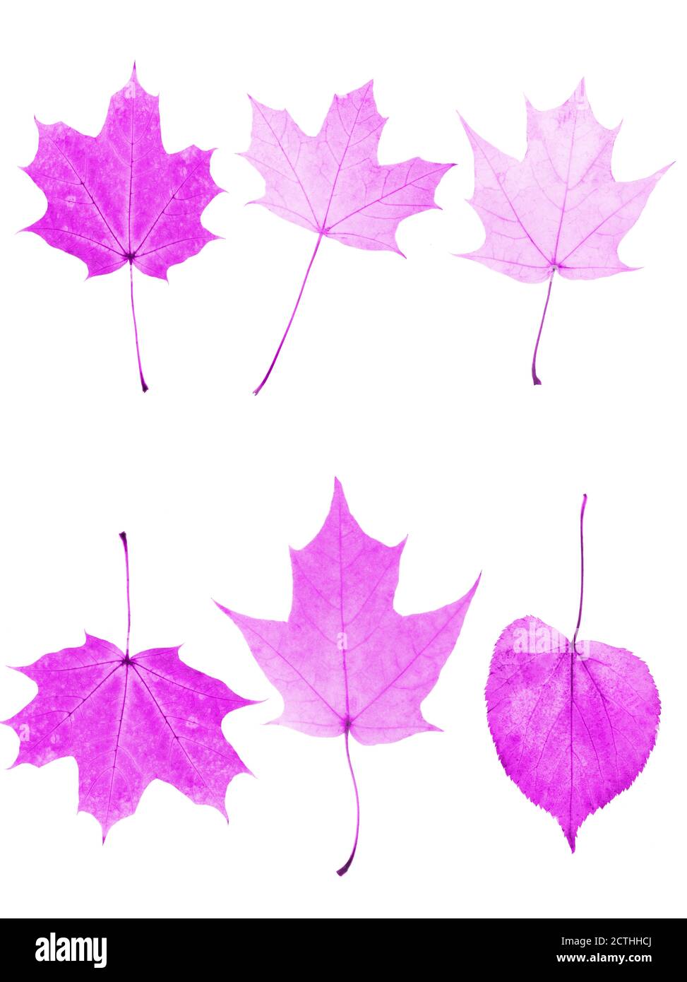Set von rosa Blättern isoliert auf weißem Hintergrund. Stockfoto