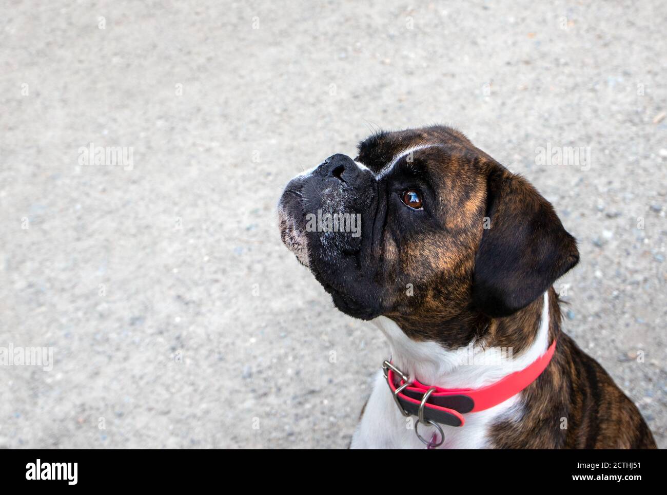 Sehr aufmerksamer Hund, der auf ein Vergnügen hofft. Seitenansicht Porträt von brindle Boxer. 5 Jahre alte Hündin sitzt draußen. Konzept für das Hundetraining. Stockfoto