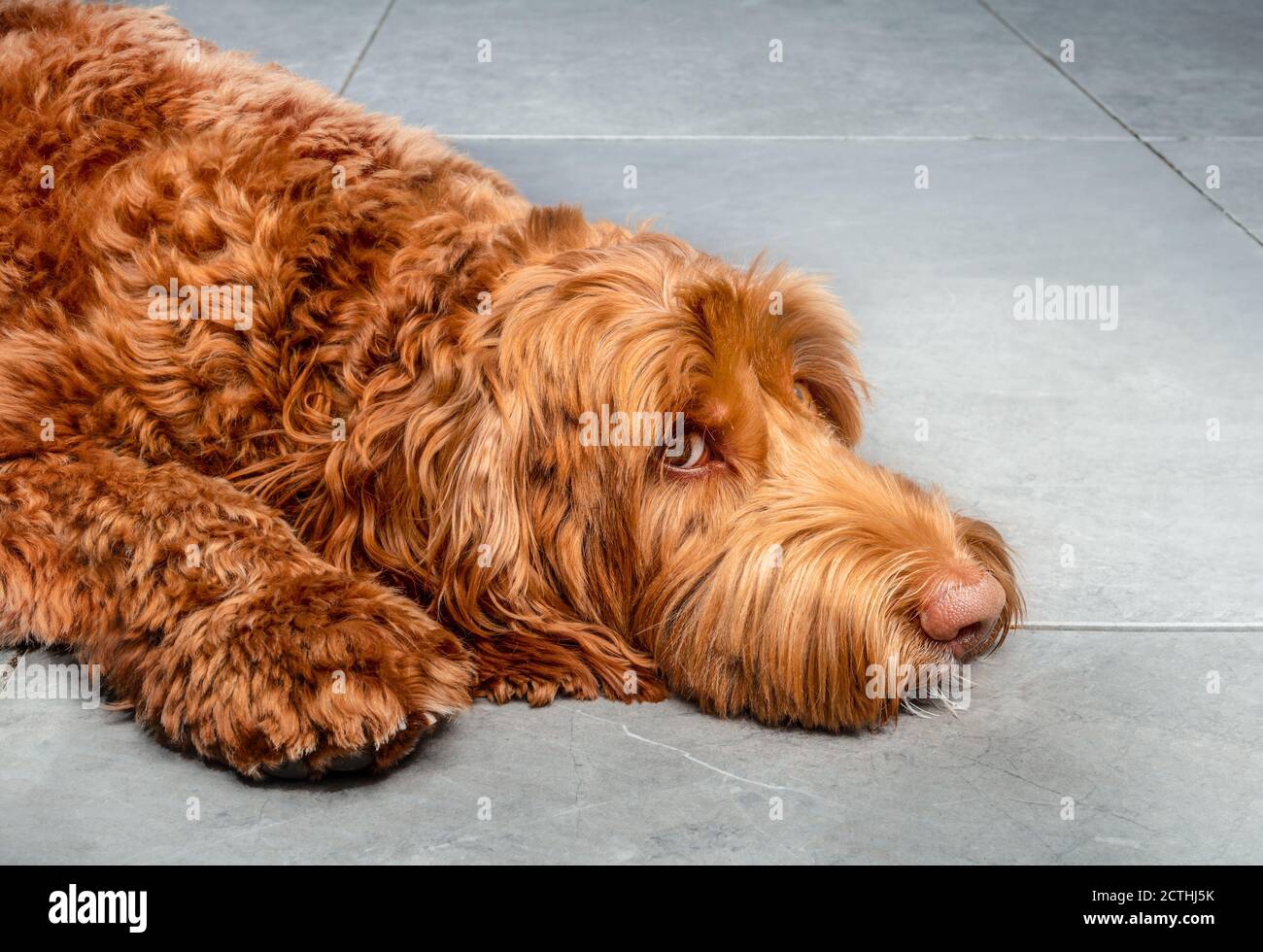 Großer Hund liegt auf Marmorfliesen mit Kopf auf dem Boden, sieht ein bisschen traurig oder besorgt. Super flauschig rot / orange weibliche Labradoodle. Stockfoto