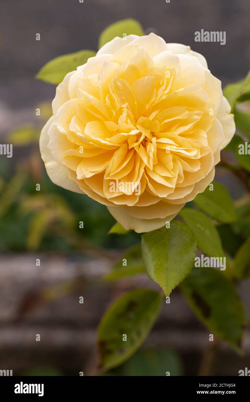 Nahaufnahme von Rosa Teasing Georgia - A David Austin English yellow Climbing Rose, UK Stockfoto