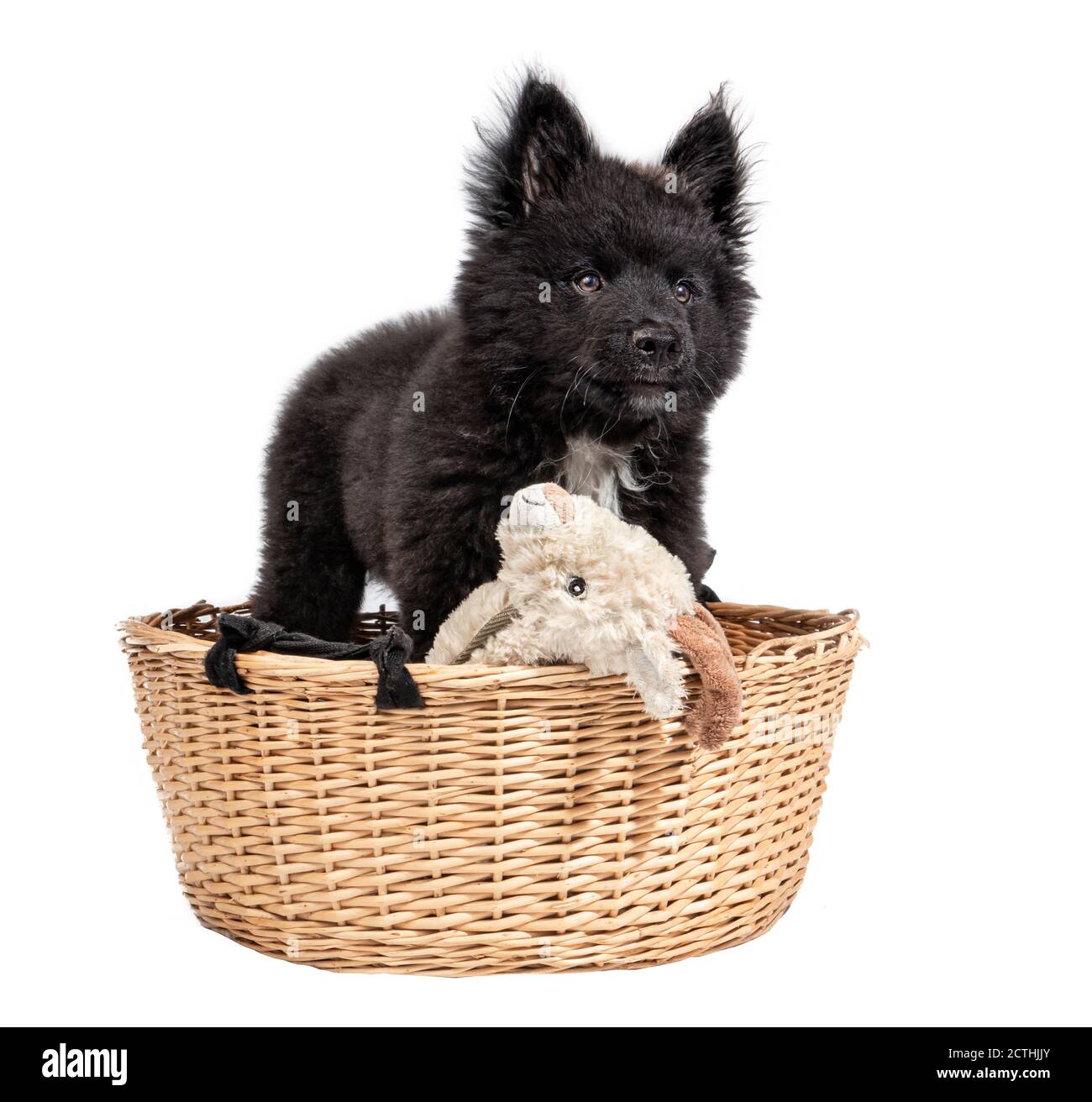 Aufmerksamer super flauschiger schwarzer Welpenhund, der in einem Korb mit einem Kaninchenhund Spielzeug steht. 12 Wochen alter Australischer Schäferhund x Keeshond Welpe. Ganzkörper-Po Stockfoto