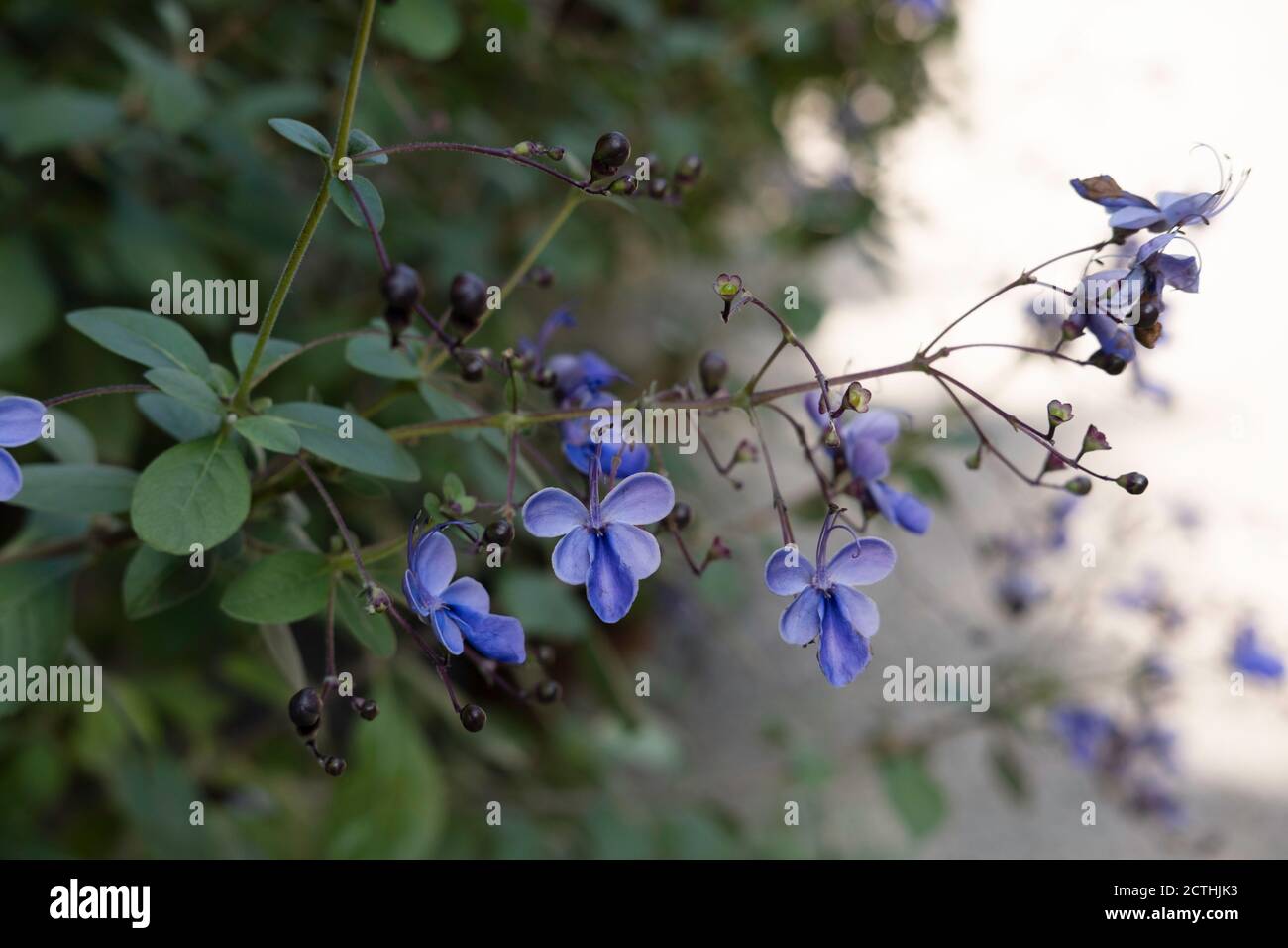 Clerodendrum Ugandense oder Blue Butterfly Bush Flower ist eine Tub-Pflanze mit samtigen Blättern. Konzentrieren Sie sich auf die blauen Blumen Stockfoto