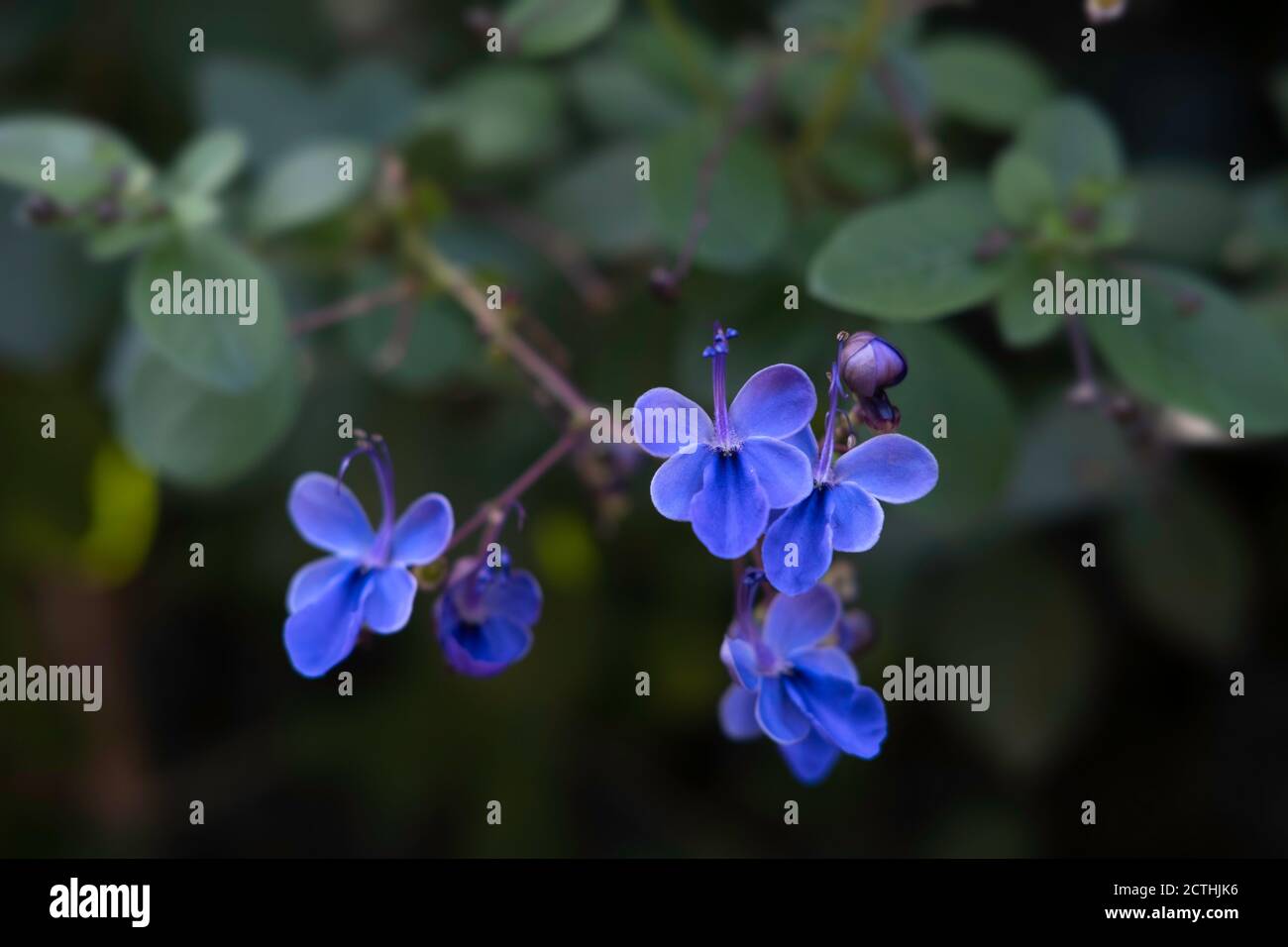 Clerodendrum Ugandense oder Blue Butterfly Bush Flower ist eine Tub-Pflanze mit samtigen Blättern. Konzentrieren Sie sich auf die blauen Blumen Stockfoto