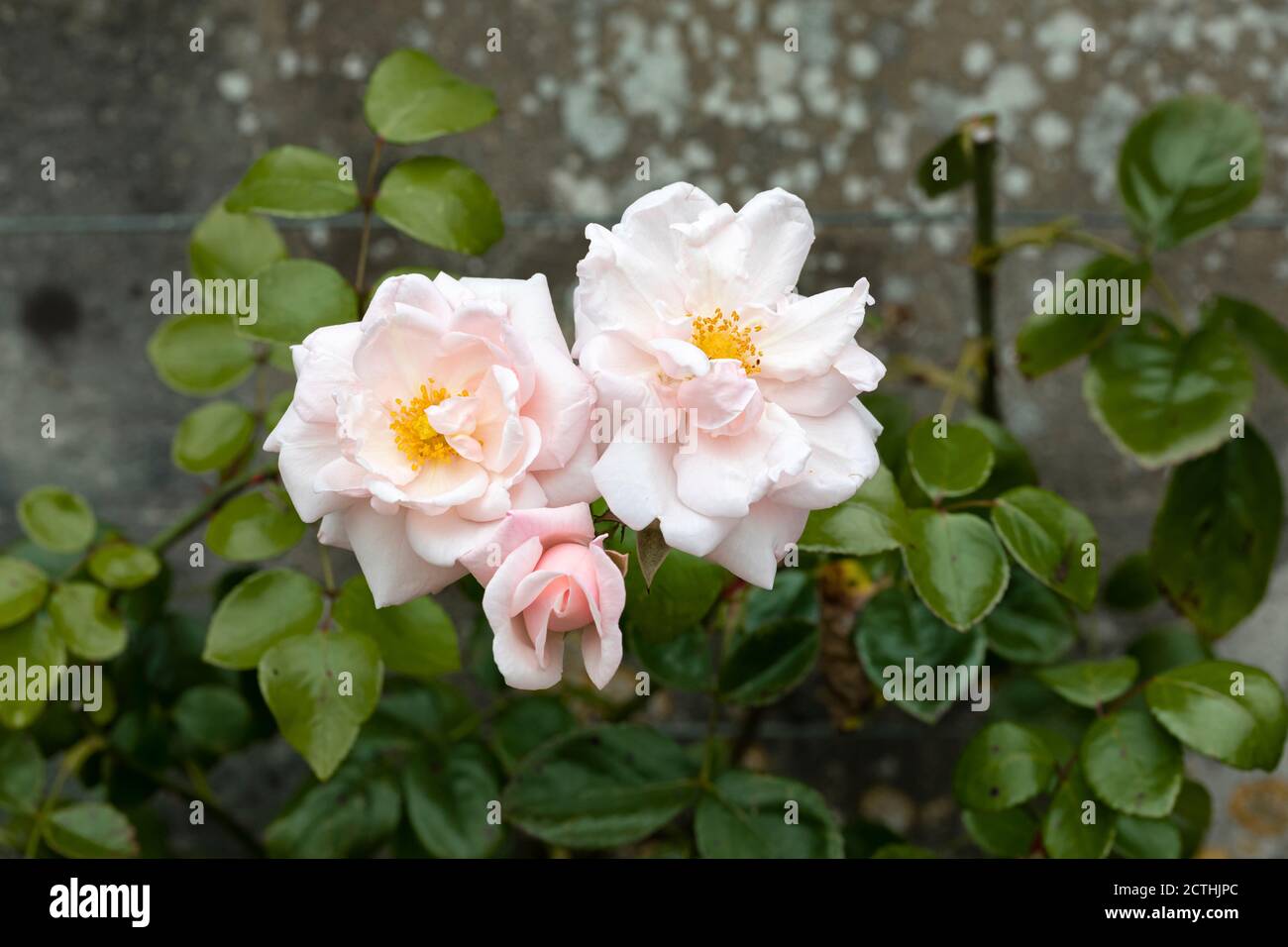 Nahaufnahme einer rosa Rose namens Rosa New Dawn. Eine englische Kletterrose, die in einem Garten in England blüht Stockfoto