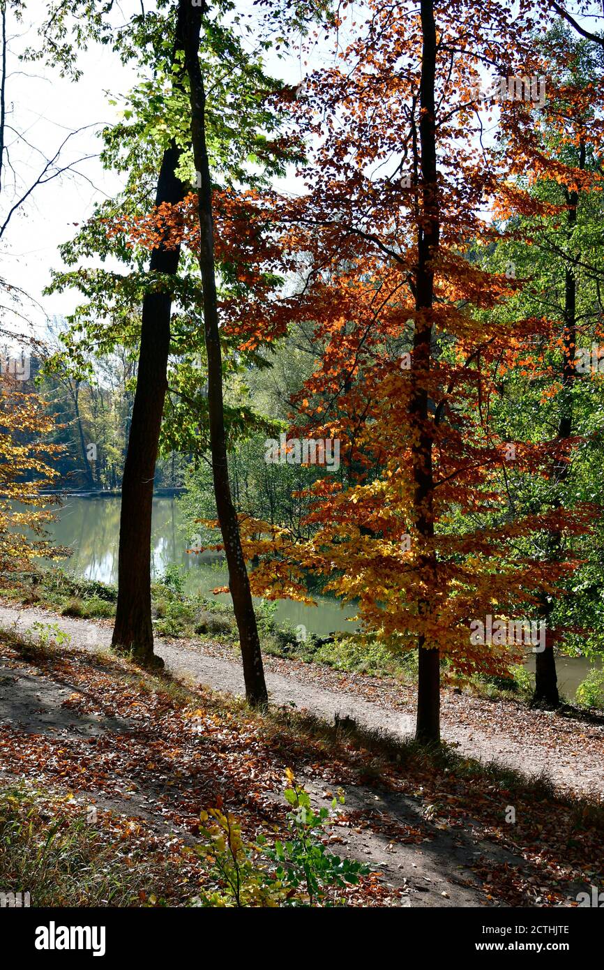 Österreich, Herbsteindruck im Naturschutzgebiet Sparbach Stockfoto
