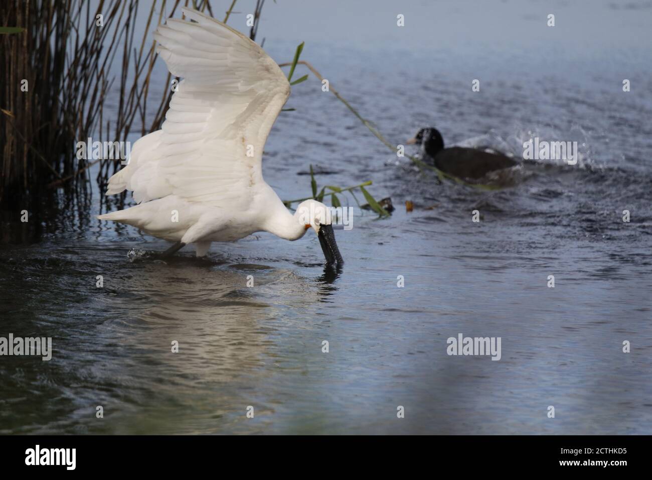 Löffelfischen und Preening am Seenrand Stockfoto