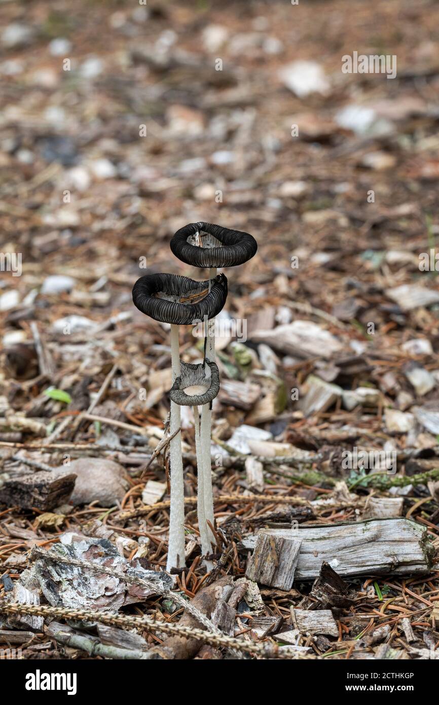 Nahaufnahme von 3 Hasen Fuß Inkcap Pilze - Coprinopsis lagopusa ein Pilz, der im September in Großbritannien in Wäldern wächst Stockfoto
