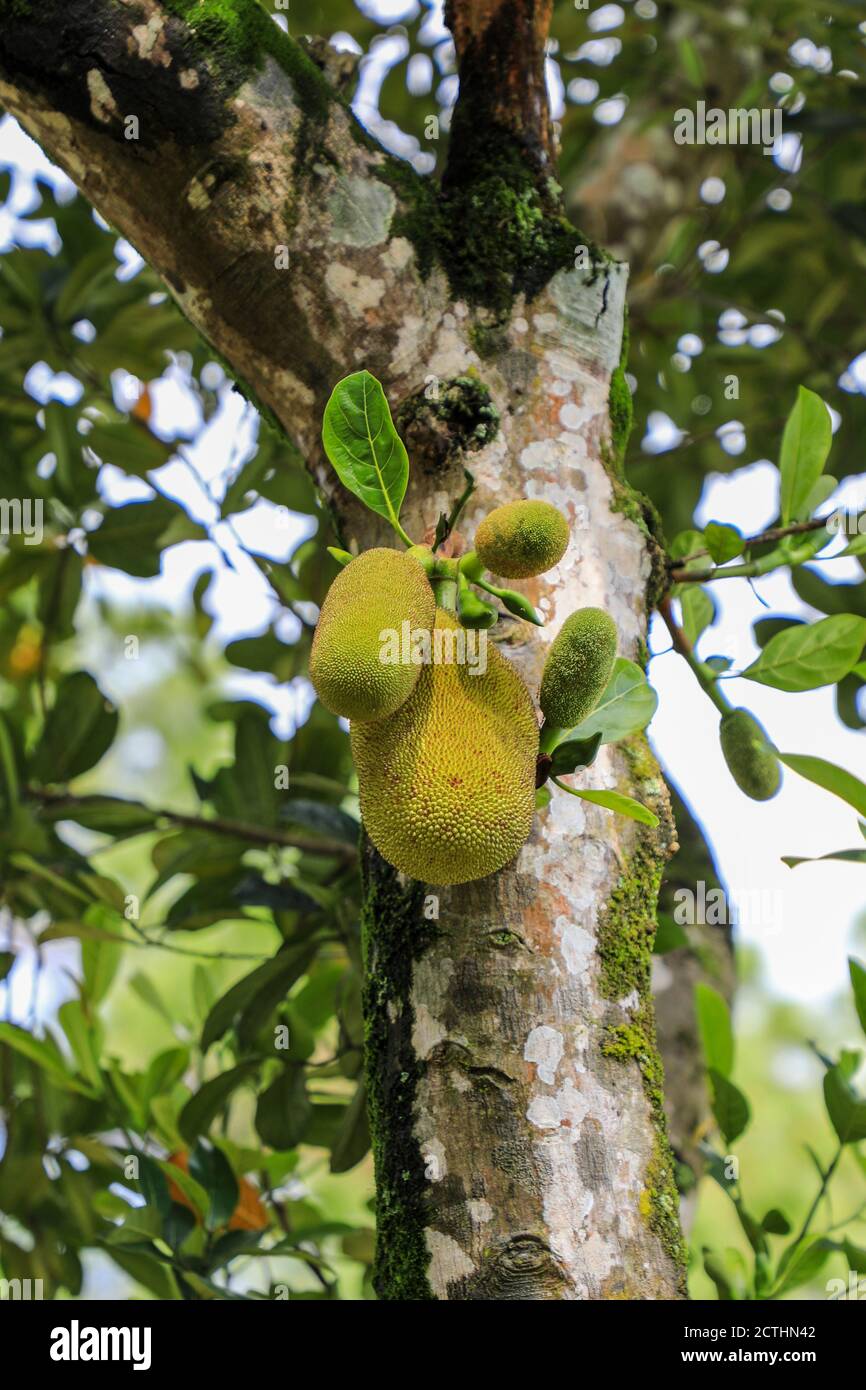 Jack Fruit (Artocarpus heterophyllus) wächst auf einem Baum Stockfoto