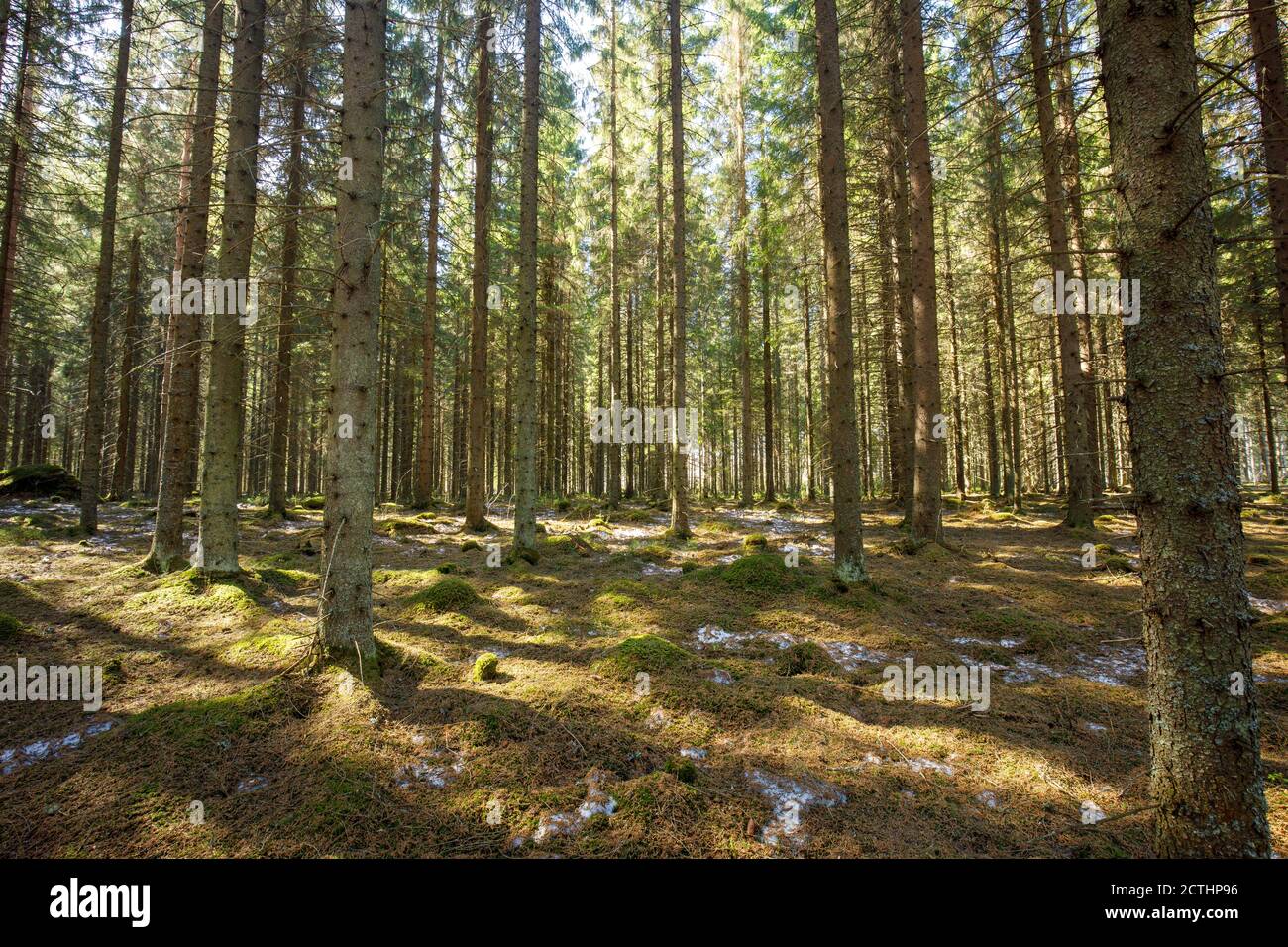 Alte europäische Fichtenwald ( picea abies ) im Frühjahr . Boden bedeckt mit Moos und alten Fichtennadeln, Finnland Stockfoto