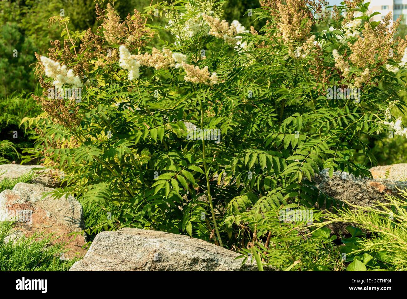 Schöner grüner Busch mit weißen flauschigen Blüten. Stockfoto
