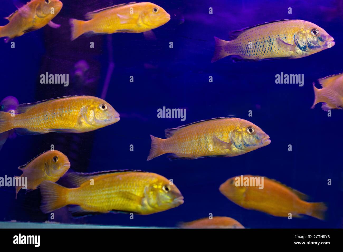 Blauschattiges Aquarium mit goldenen Fischen Stockfoto