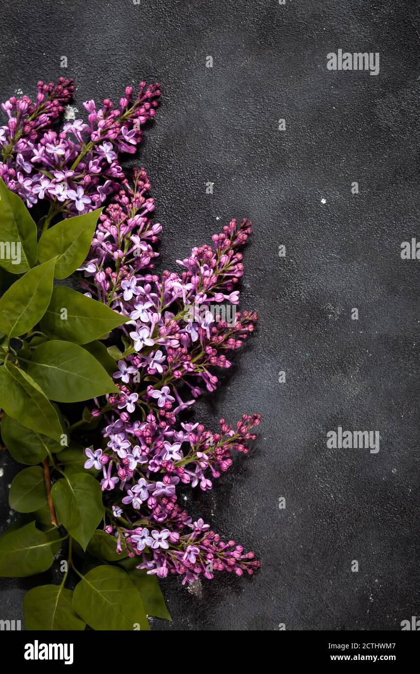 Lila Flieder Blumen Bouquet auf schwarzem Beton Hintergrund. Stilvolle Grußkarte mit Blumenmuster. Alles gute zum Muttertag. Stockfoto