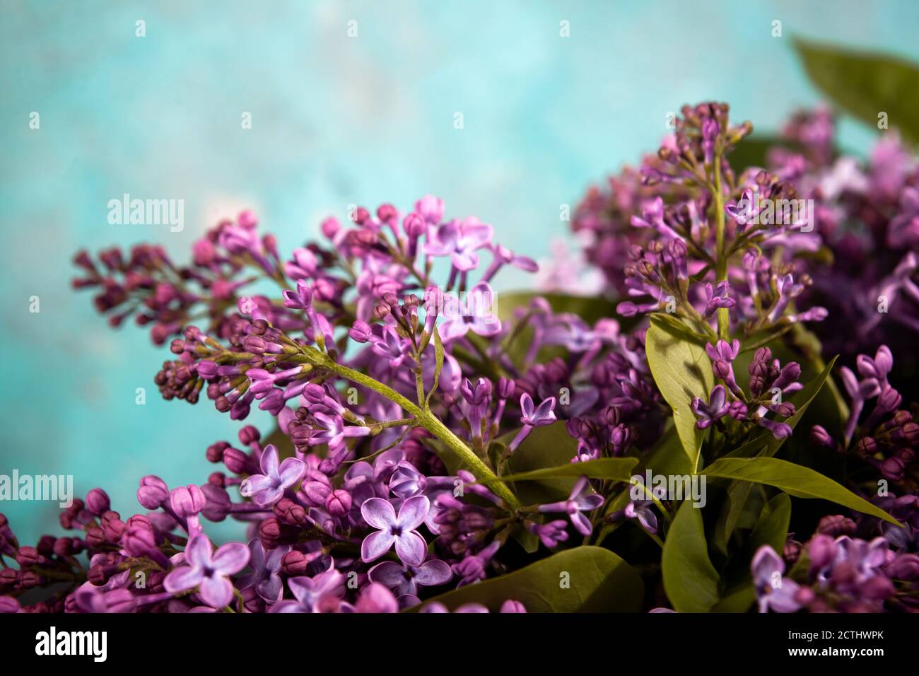 Lila Flieder Blumen Bouquet auf smaragdgrünen Hintergrund. Stilvolle Grußkarte mit Blumenmuster. Alles gute zum Muttertag. Stockfoto