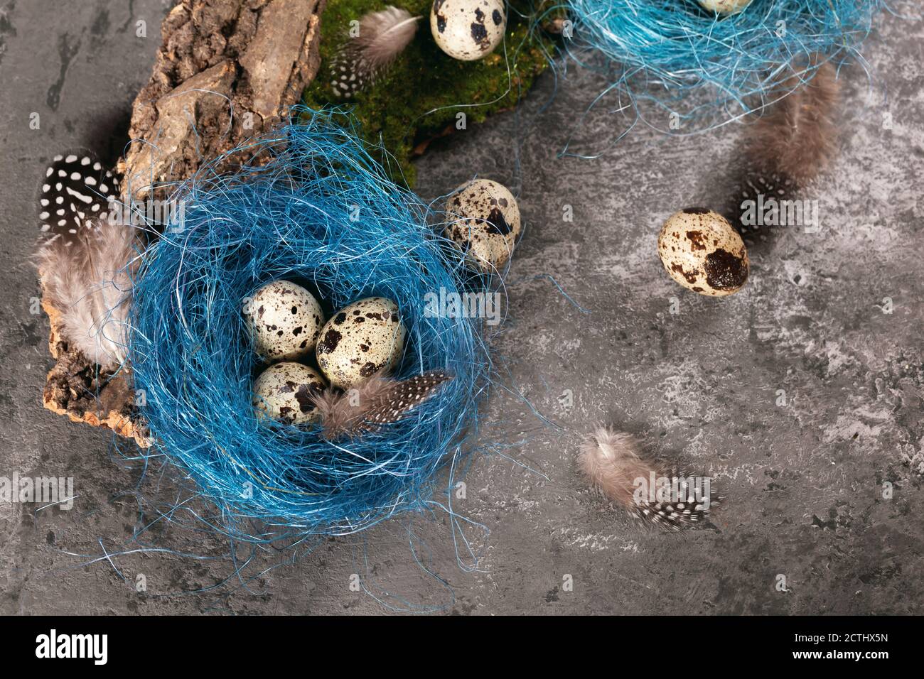 Osterquail-Ei in blauem Nest auf Betongrund. Leerzeichen für Text. Holiday Food Textur für Websites. Stockfoto
