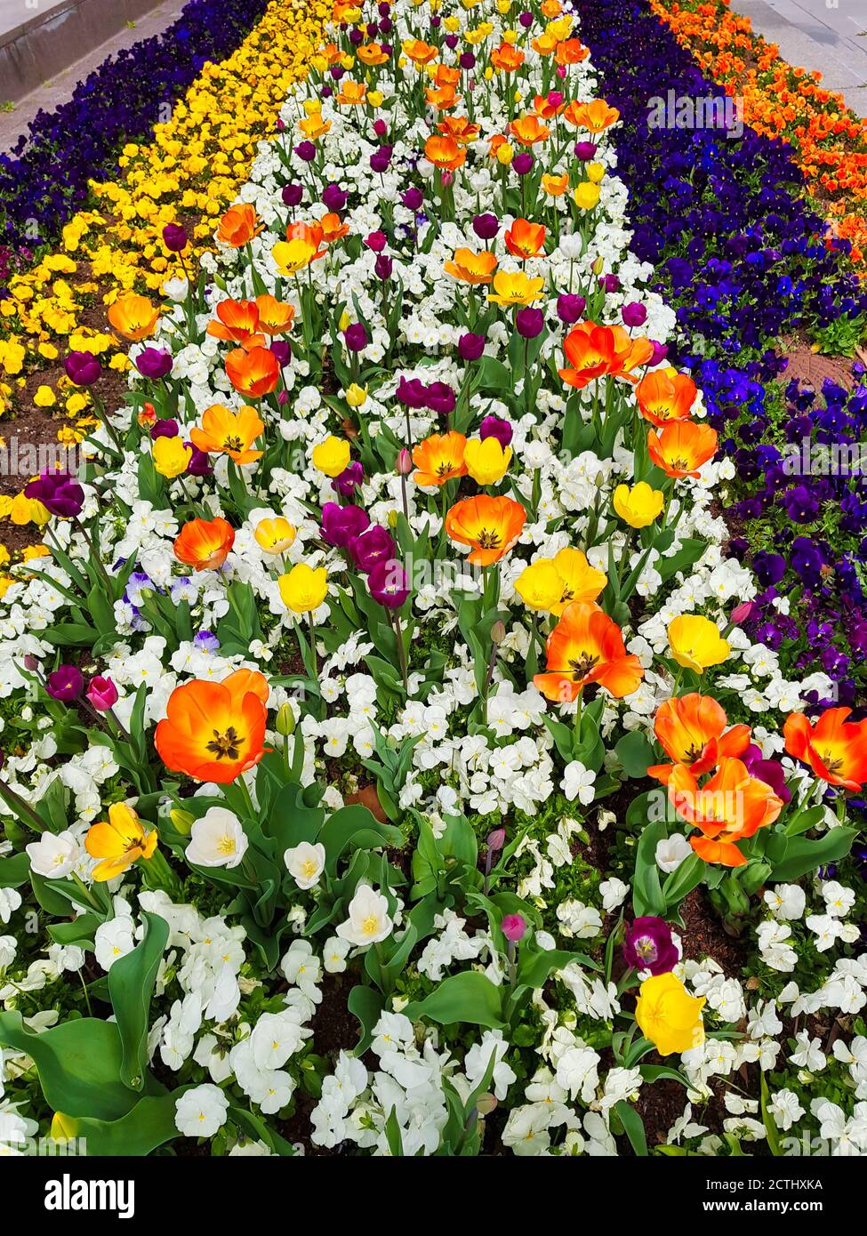 Tulpen Blumenfeld in der Stadt Stockfoto