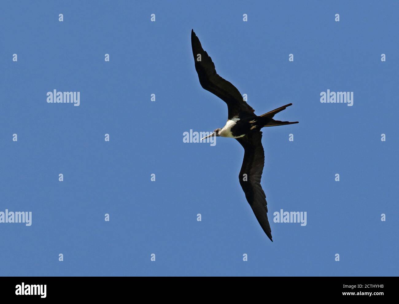 Weniger Frigate (Fregata ariel Ariel) Weibliche im Flug Christmas Island, Australien Juli Stockfoto