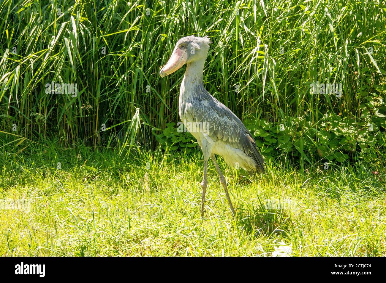 Der Shoebill, Balaeniceps rex, auch Abu Markub genannt, ist ein afrikanischer Vogel Stockfoto