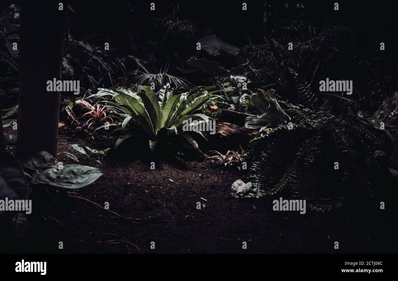 Typische Pflanzen in einem Garten Stockfoto