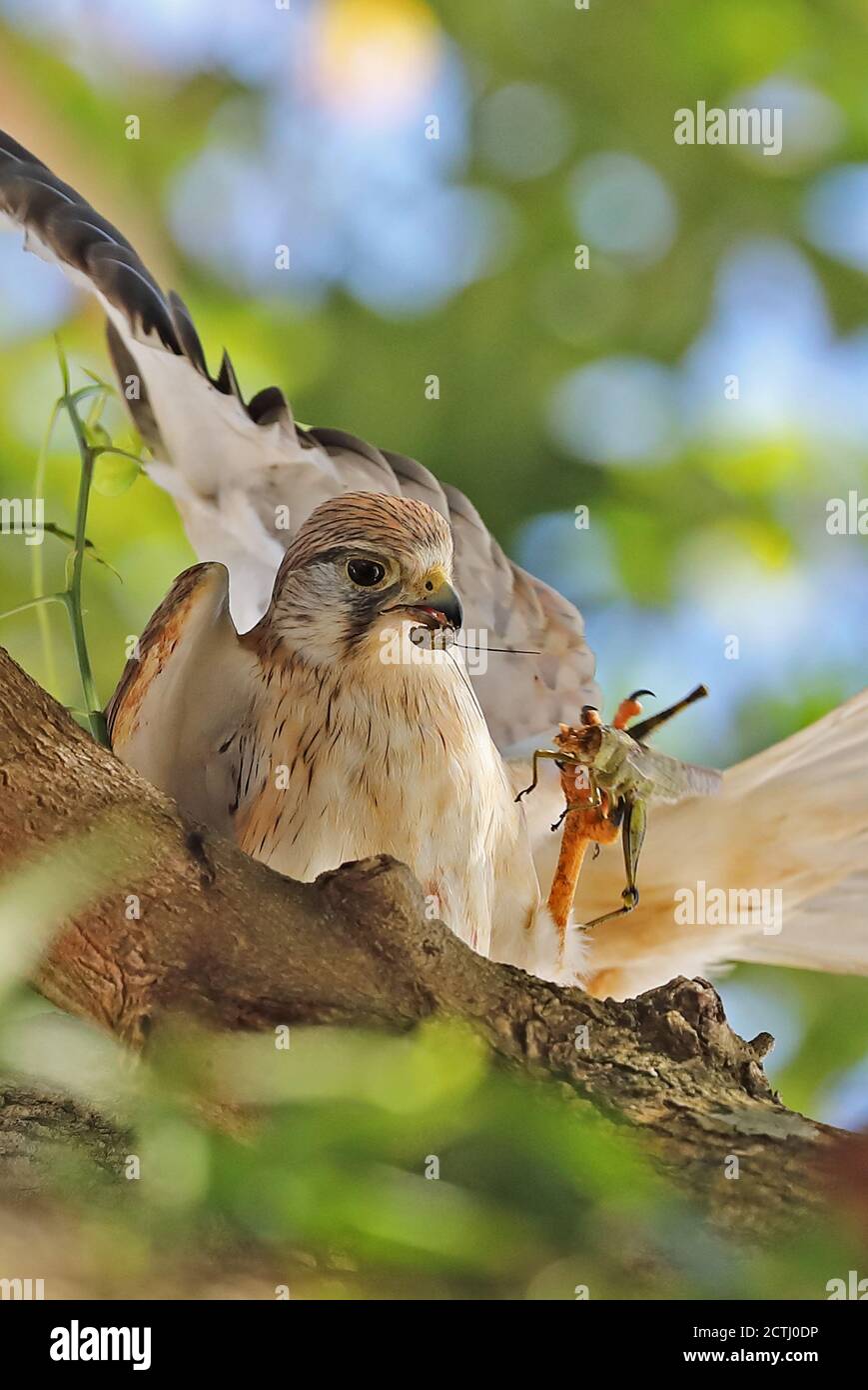 Nankeen Turmfalke (Falco cenchroides cenchroides) erwachsenen Paar Umwerbung Fütterung Christmas Island, Australien Juli Stockfoto