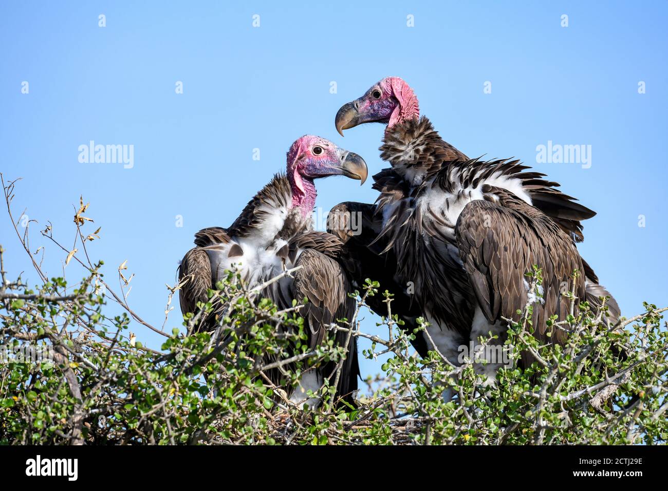 Brutpaar Lappet-gesichtige Geier (Torgos tracheliotos) im Baumkacheliotos des Masai Mara National Reserve, Kenia Stockfoto