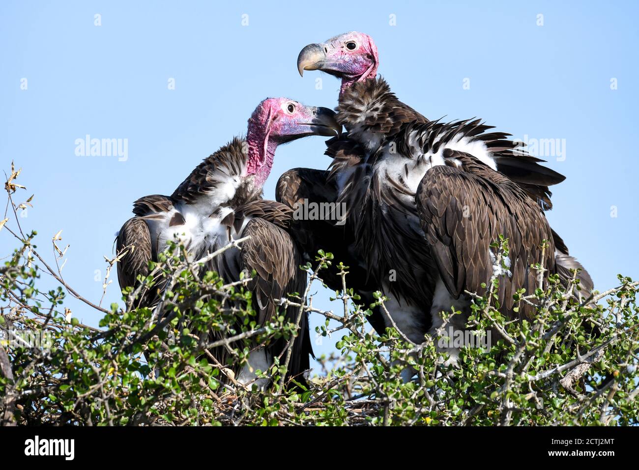 Brutpaar Lappet-gesichtige Geier (Torgos tracheliotos) im Baumkacheliotos des Masai Mara National Reserve, Kenia Stockfoto