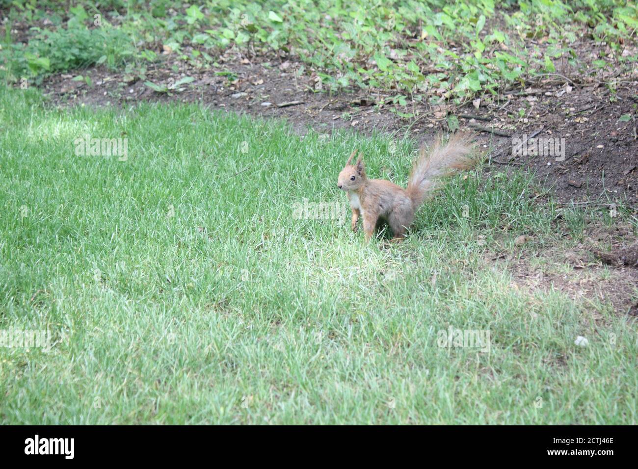 Ein Eichhörnchen in Lazienki Gärten in Warschau, Polen Stockfoto