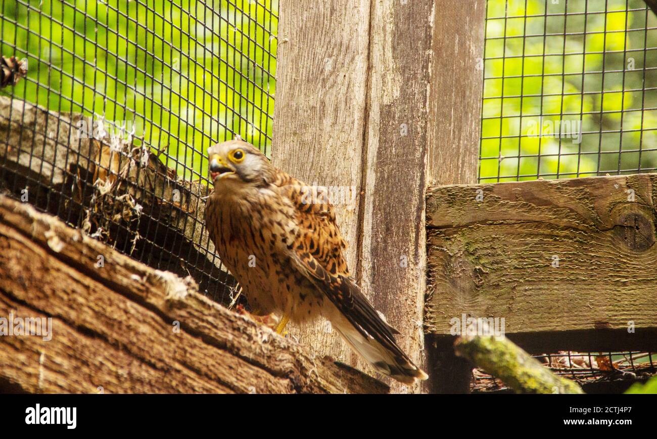 Seitenansicht eines gemeinen Turmfalken ist ein Greifvogel, der zur Turmfalkengruppe der Falkenfamilie Falconidae, lateinisch Falco tinnunculus, gehört Stockfoto