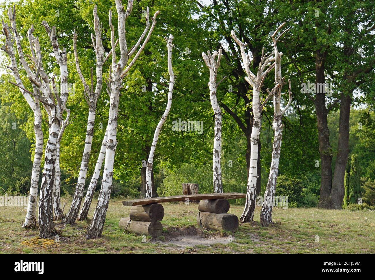 Ländliche Bank von gerade beschnittenen Birken umgeben. Stockfoto