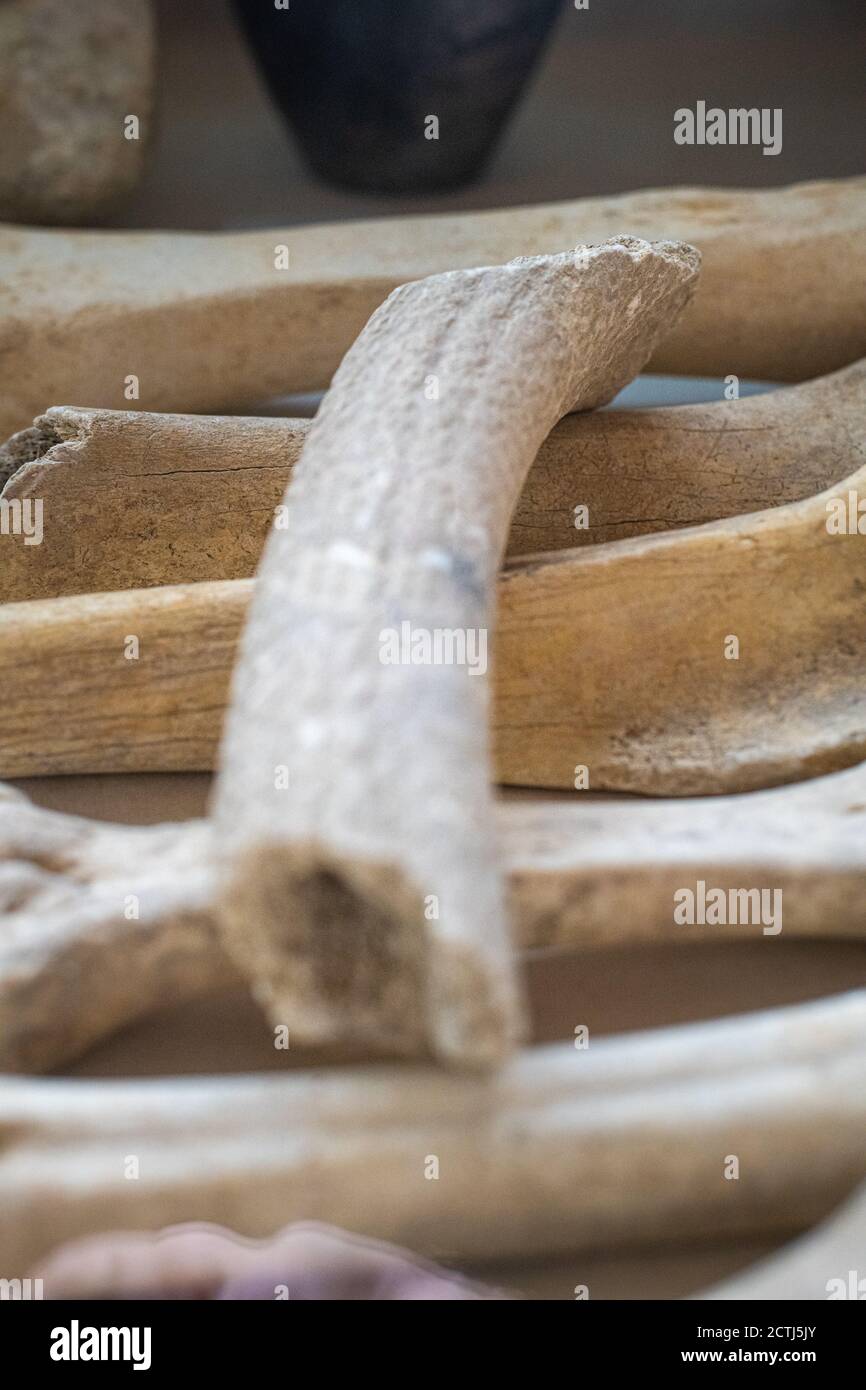 Nahaufnahme von Tierknochen, die fast 2000 Jahre alt sind. Nutztiere, Hunde, etc. Stockfoto