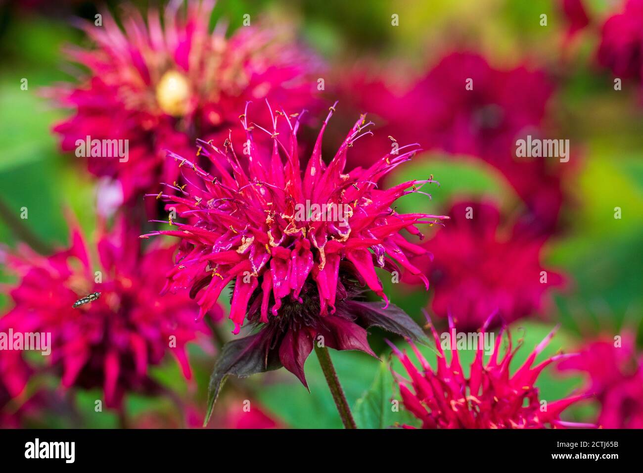 Rote Indianernessel, wilde Bergamotte Blüten Stockfoto