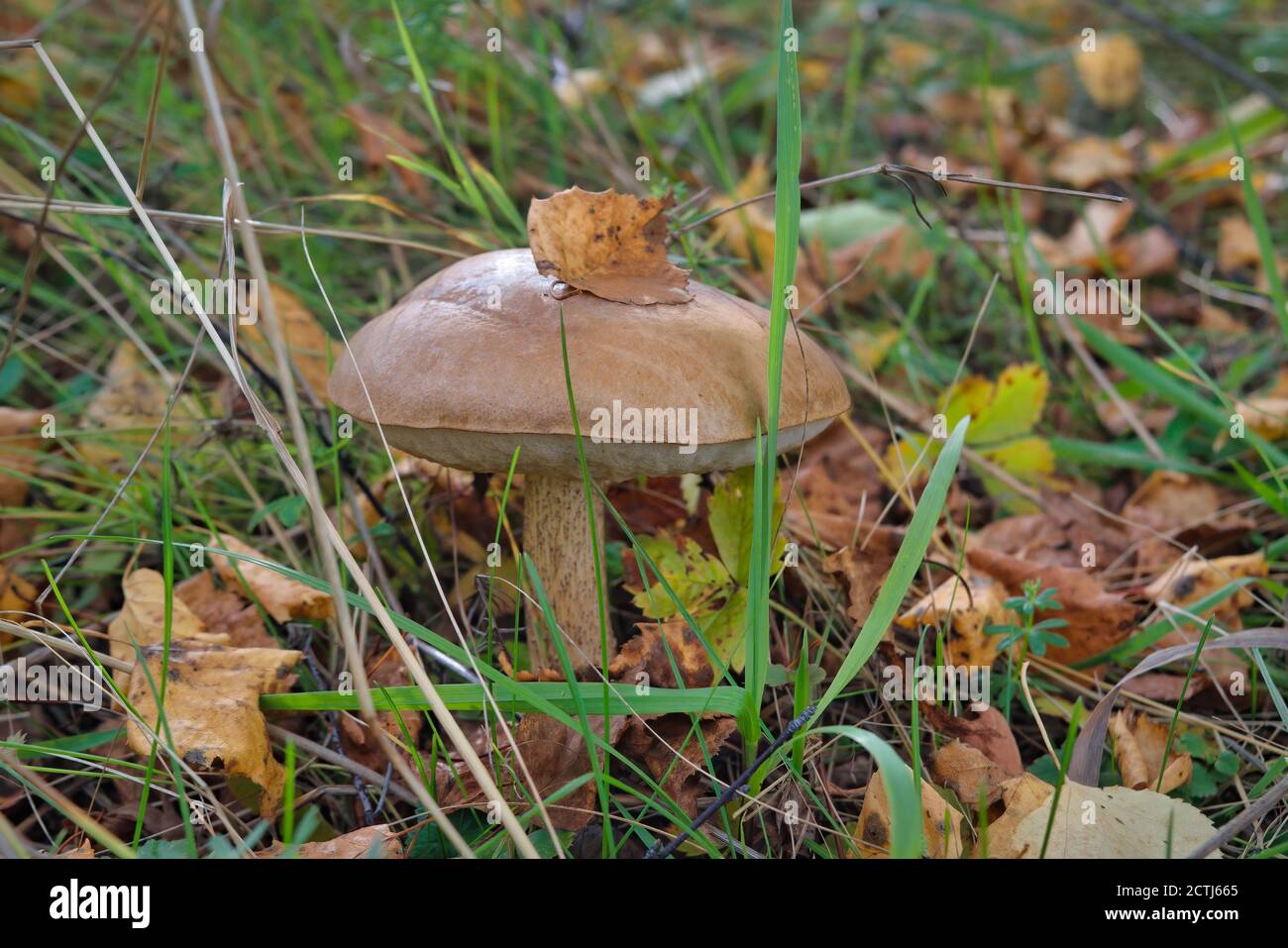 Essbarer Pilz Leccinum aurantiacum mit orangen Kappen. Stockfoto