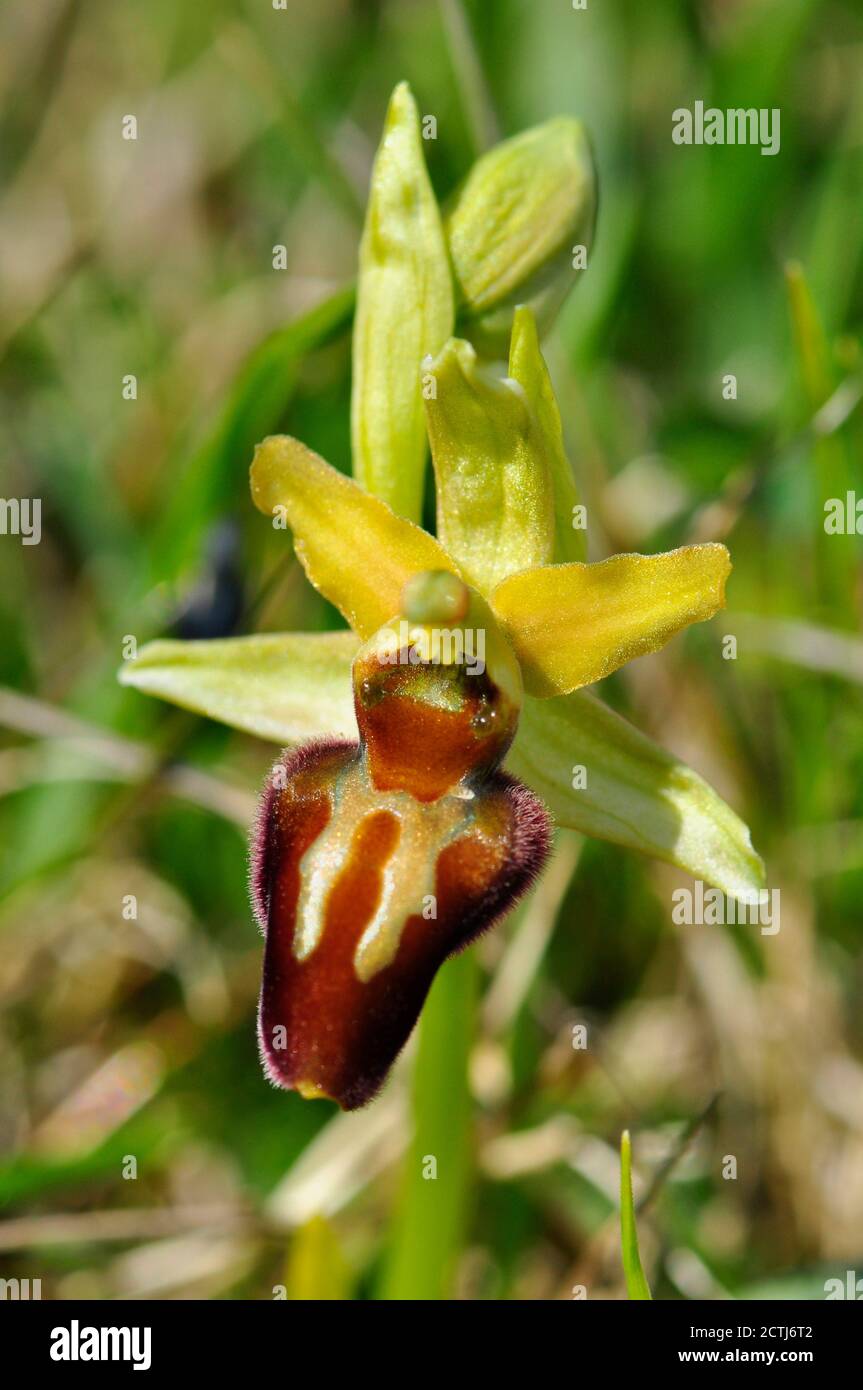 Frühe Spider Orchid 'Ophrys sphegodes', Blumen April und Mai, Cliff top Habitat, Purbeck, Dorset, Großbritannien. Stockfoto