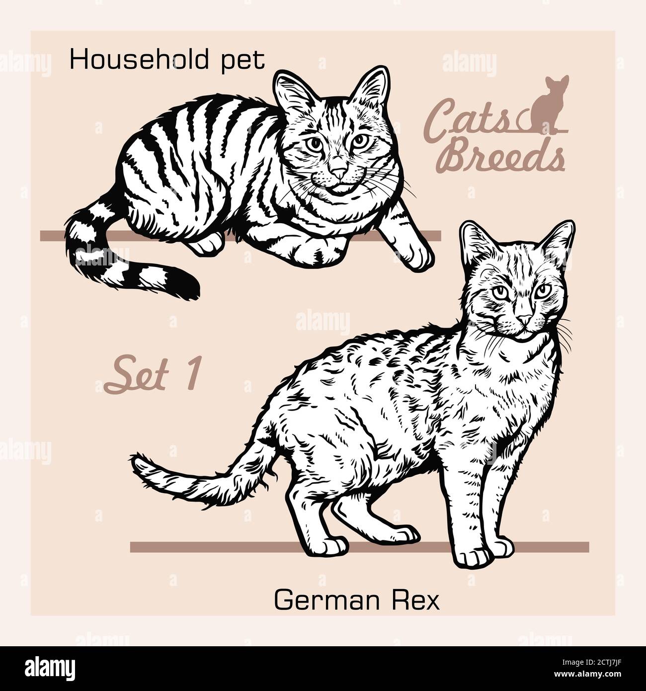 Katzenrassen - Haustierchen, German Rex - fröhliche Katzen isoliert auf weiß - Vektor-Set Stock Vektor
