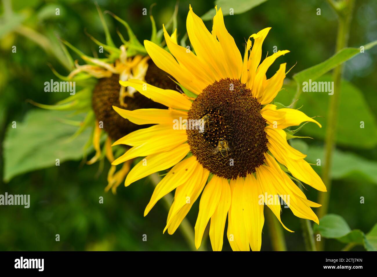 Bienenfressung auf Nektar und Pollen von Sonnenblumen. Leuchtend gelbe Sonnenblumenblätter Stockfoto