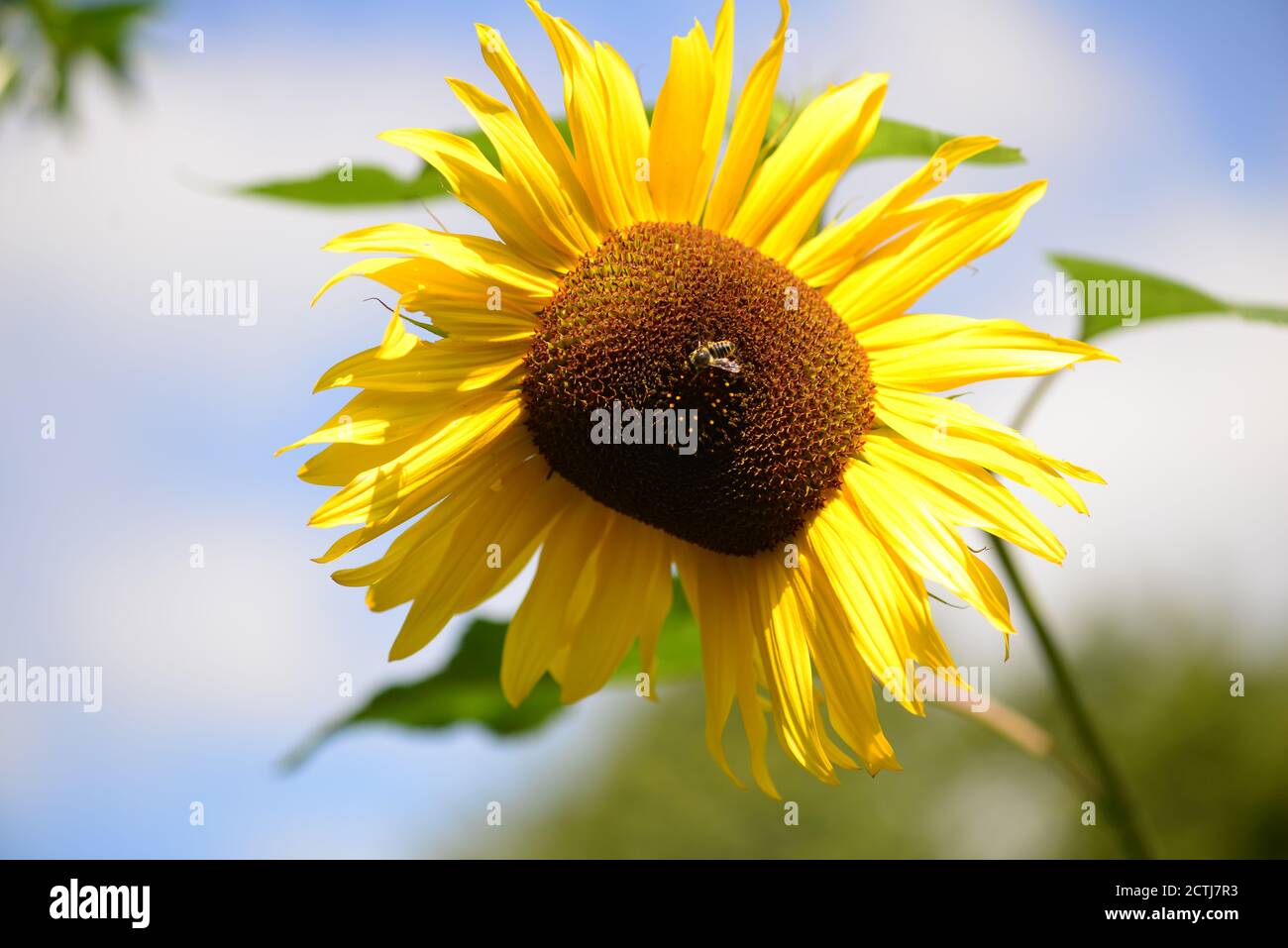 Bienenfressung auf Nektar und Pollen von Sonnenblumen. Leuchtend gelbe Sonnenblumenblätter Stockfoto