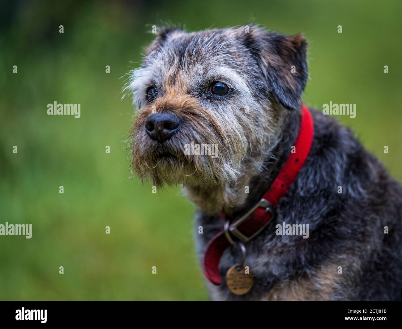 Border Terrier Dog - Reife Grizzle & Tan Männliche Border Terrier. Stockfoto
