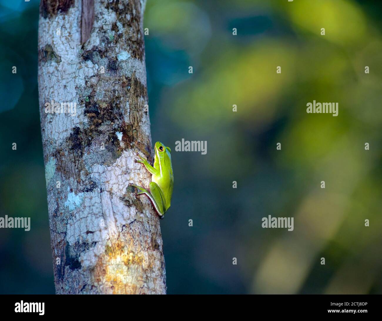 Grüner Baumfrosch, auf einem Flechten bedeckten Baumstamm, gefunden in Dickinson, Texas, USA Stockfoto
