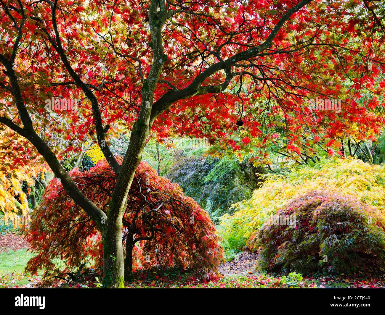 Hintergrundbeleuchtetes Display oder gelbes und rotes Laub der japanischen Ahornbäume in der Acer-Lichtung im Garden House, Buckland monachorum, Devon, UK Stockfoto