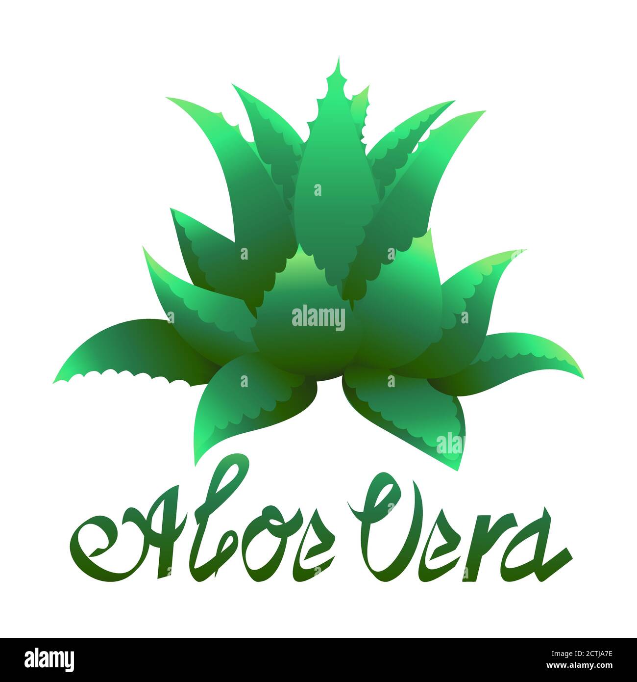 Aloe Vera Medizin Pflanze Vektor-Etikett. Natürliche medizinische grüne frische Kräuter Zeichen. Bio Hautpflege Kosmetik-Produkt-Paket wie Creme, Gel, Lotion. Stock Vektor