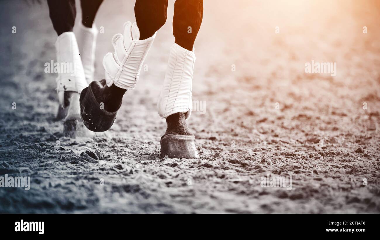 Die Beine sind ein dunkles Pferd, das Trab läuft, Hufe und Staub in der Luft aufwirbelt, beleuchtet vom Sonnenlicht. Pferdesport. Stockfoto