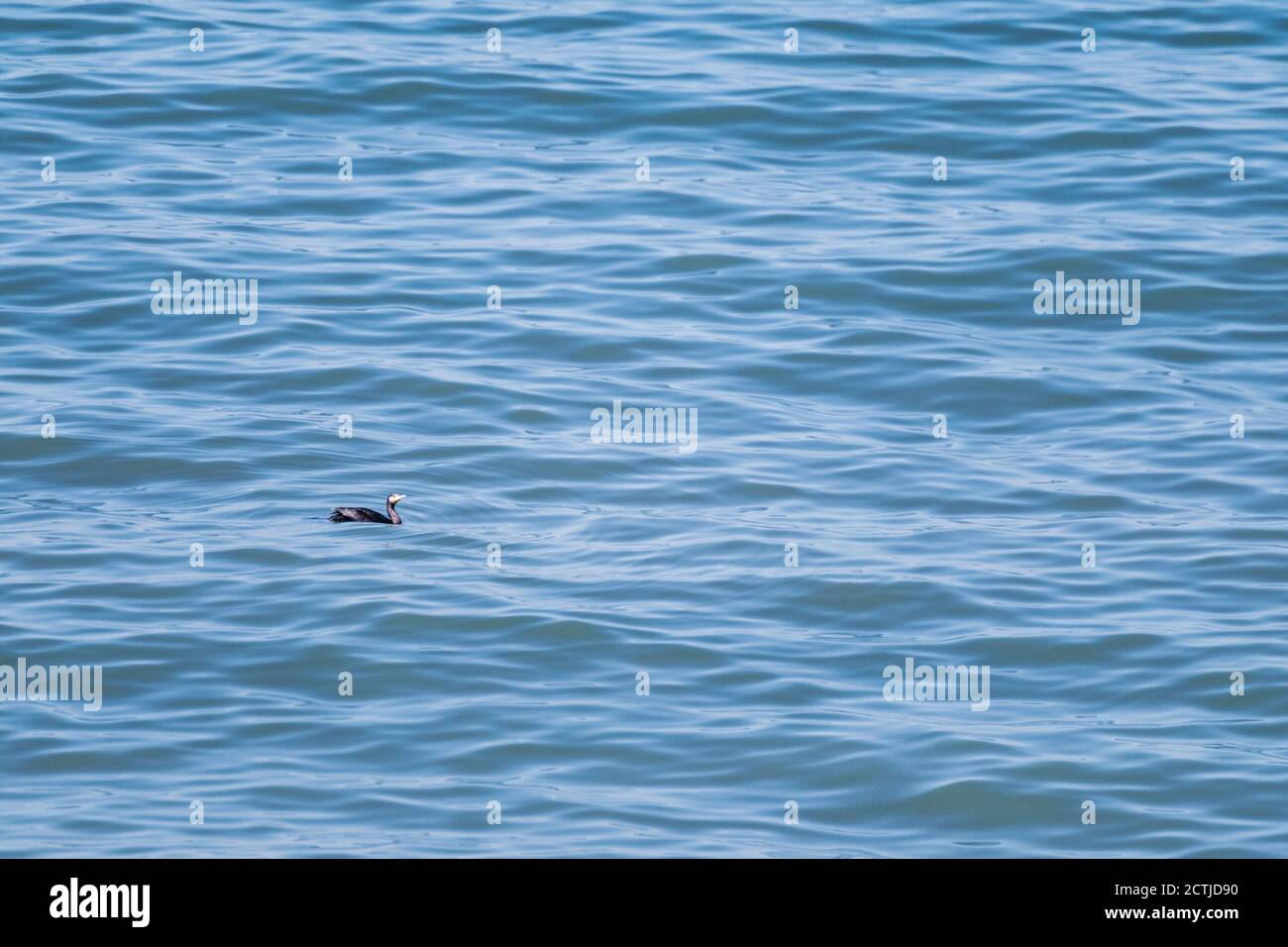 Meerwasser Nahaufnahme Textur mit kleinen schwarzen Vogel schwimmen auf Wellen Stockfoto